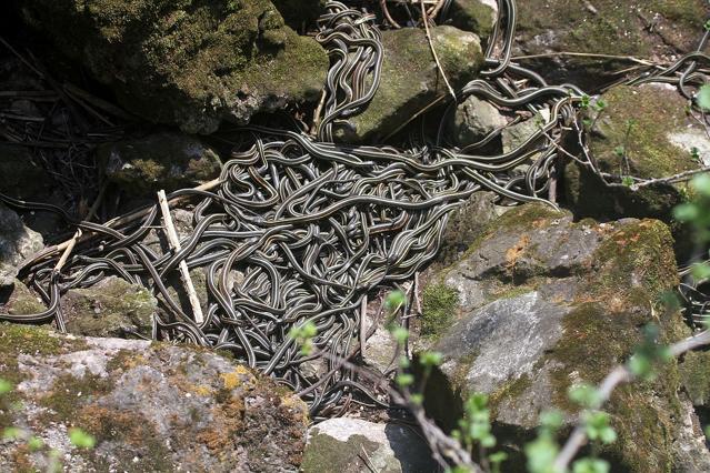 Narcisse Snake Dens